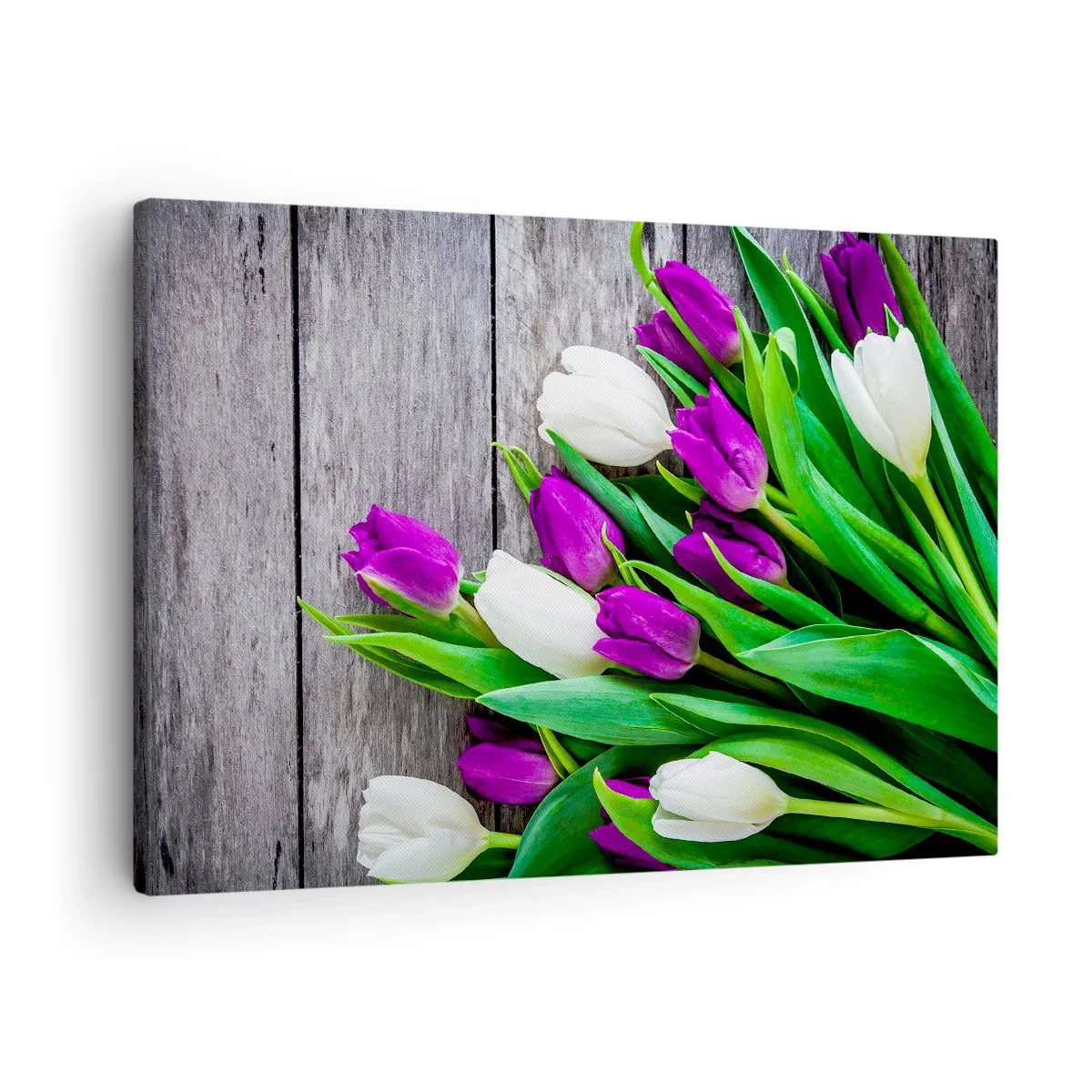 Obraz na plátne - Kytica fialových a bielych tulipánov na drevenom pozadí - 70x50cm - V deň jarného sviatku - Moderná nástenná dekorácia do obývacej izby a spálne ARTTOR