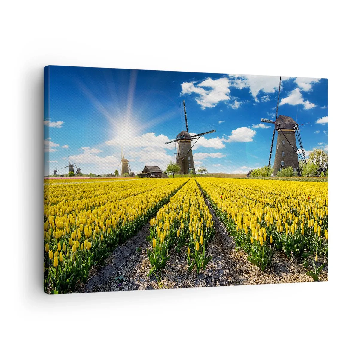 Obraz na plátne - Pole žltých tulipánov s veternými mlynmi na obzore - 70x50cm - Viac holandský nemôže byť - Moderná nástenná dekorácia do obývacej izby a spálne ARTTOR
