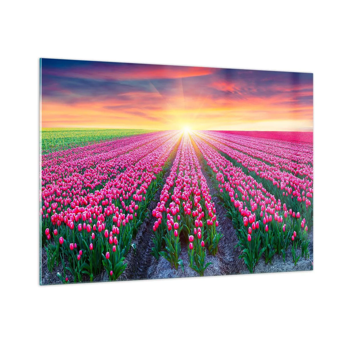 Obraz na skle - Farma krásy - 100x70 cm