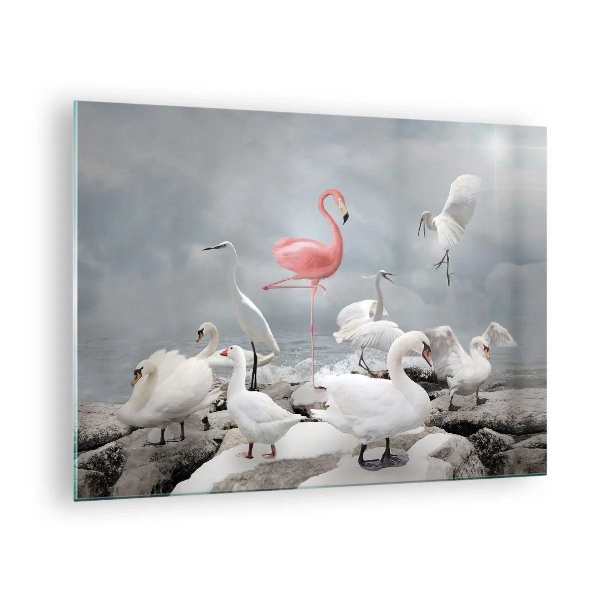 Obraz na skle - Ružový plameniak medzi bielymi labuťami a volavkami na pozadí vody - 70x50cm - Kde som sa tu vzal? - Moderná nástenná dekorácia do obývacej izby a spálne ARTTOR