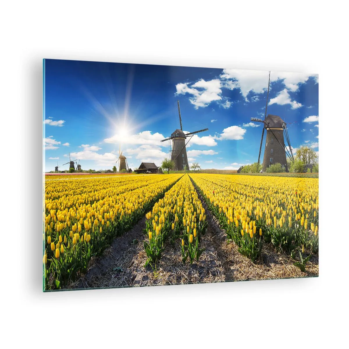 Obraz na skle - Pole žltých tulipánov s veternými mlynmi v pozadí za slnečného dňa. - 70x50cm - Viac holandský nemôže byť - Moderná nástenná dekorácia do obývacej izby a spálne ARTTOR