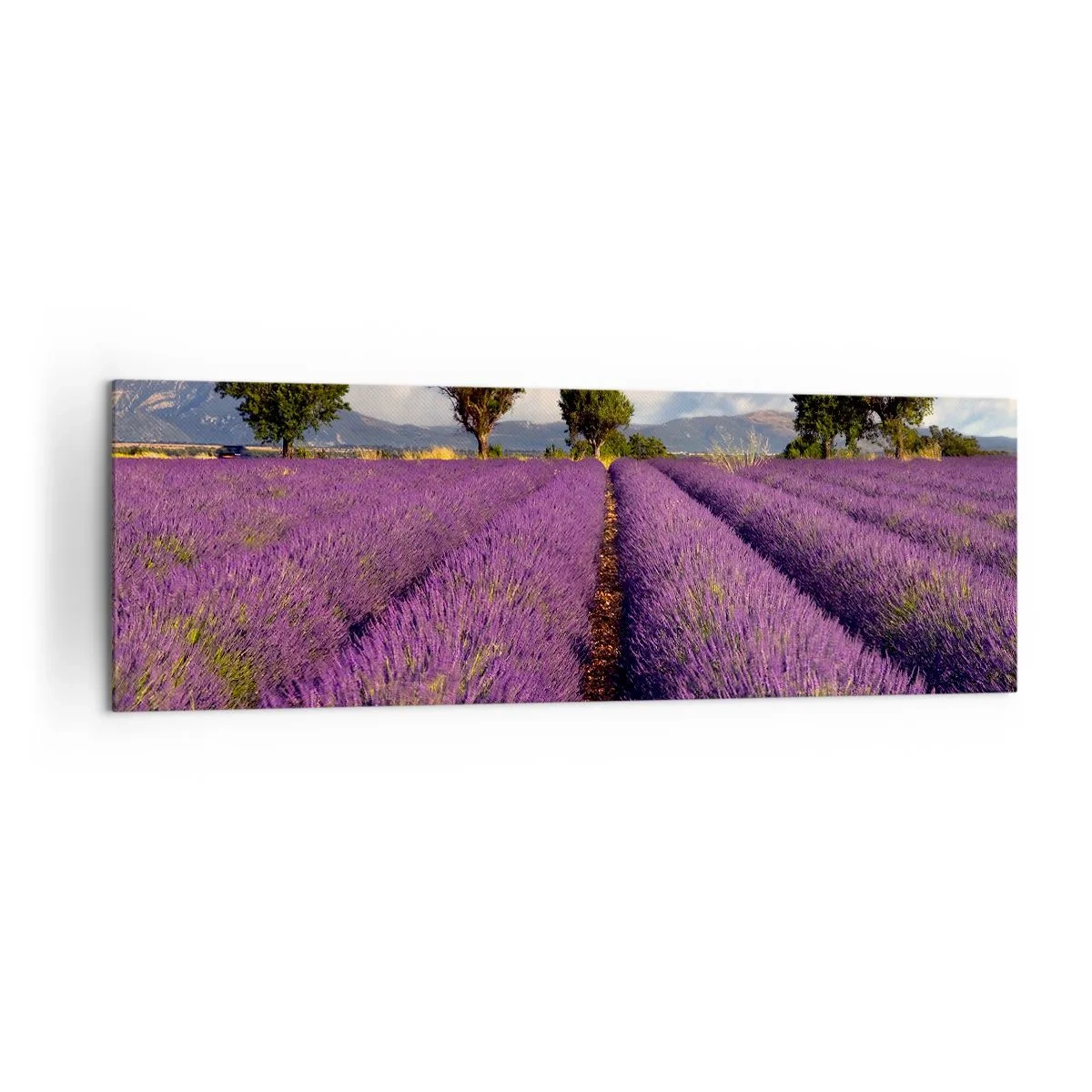 Obraz na plátne - Levanduľové polia - 160x50 cm