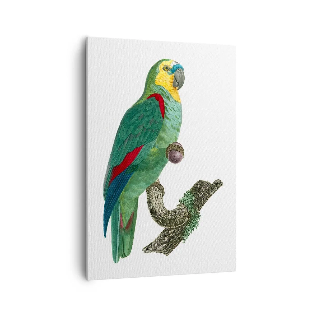 Obraz na plátne - Portrét papagája - 70x100 cm