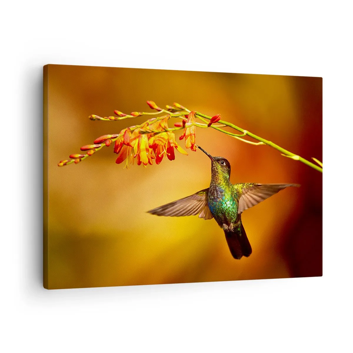 Obraz na plátne - Kolibrík pri kvete v teplom svetle - 70x50cm - Posol svetla podľa Májov - Moderná nástenná dekorácia do obývacej izby a spálne ARTTOR