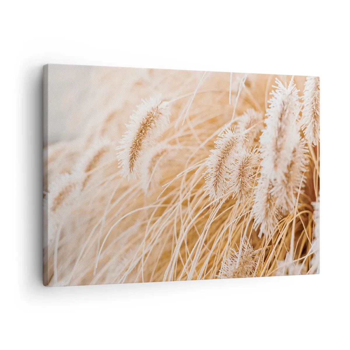 Obraz na plátne - Detailný záber na zlaté, jemné trávy na slnečnom svetle - 70x50cm - Zlaté šušťanie tráv - Moderná nástenná dekorácia do obývacej izby a spálne ARTTOR