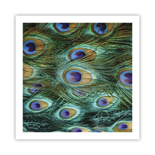 Plagát - Páví pohľad - 60x60 cm