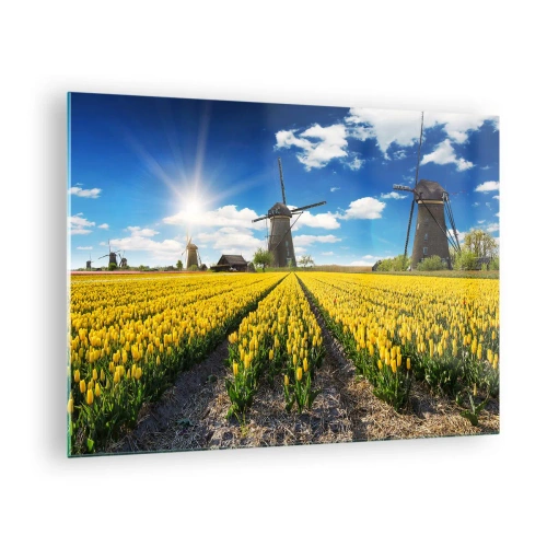 Obraz na skle - Pole žltých tulipánov s veternými mlynmi v pozadí za slnečného dňa. - 70x50cm - Viac holandský nemôže byť - Moderná nástenná dekorácia do obývacej izby a spálne ARTTOR