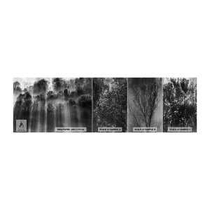 Vzorka Fototapeta Standard Eco - V lúčoch svetla - Krajina, les, Čierna a biela - 100x30 cm