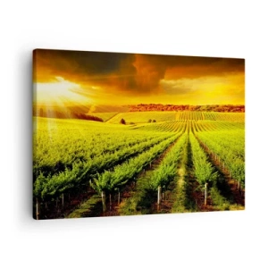 Obraz na plátne - Zlaté vinice osvetlené slnečnými lúčmi - 70x50cm - Pod austrálskym slnkom - Moderná nástenná dekorácia do obývacej izby a spálne ARTTOR