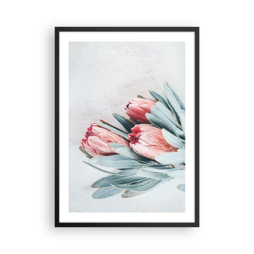 Plagát v čiernom ráme - Jemná kompozícia kvetov protey na svetlom pozadí - 50x70cm - Zahanbené svojou vlastnou krásou - Moderná nástenná dekorácia do obývacej izby a spálne ARTTOR