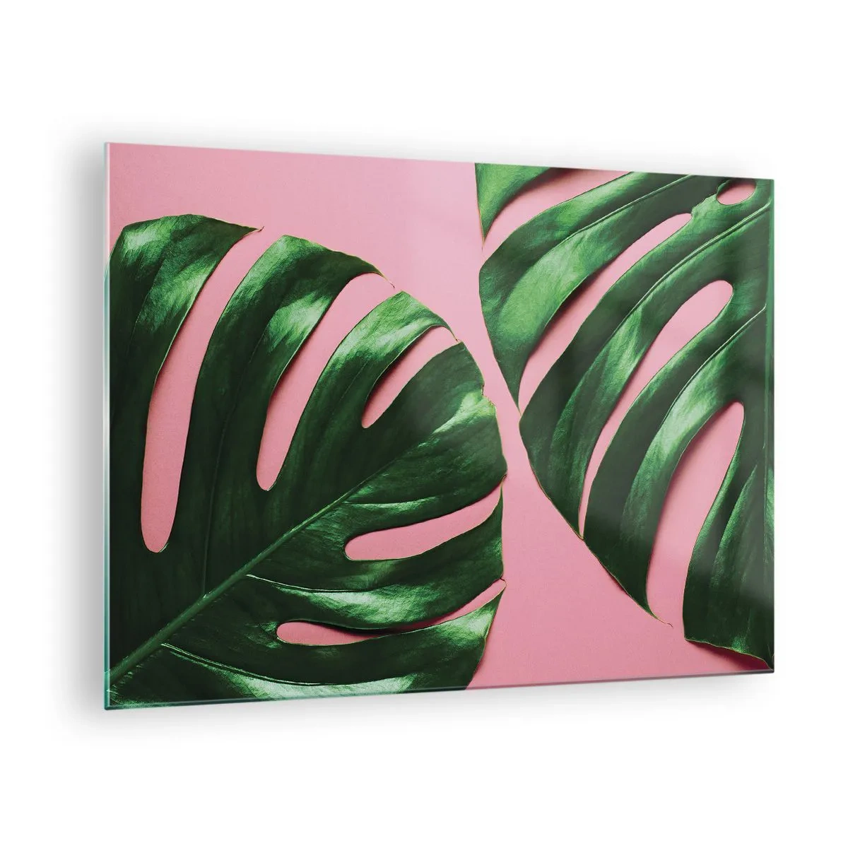 Obraz na skle - Zelené listy monstery na ružovom pozadí - 70x50cm - Zelené rendez-vous - Moderná nástenná dekorácia do obývacej izby a spálne ARTTOR
