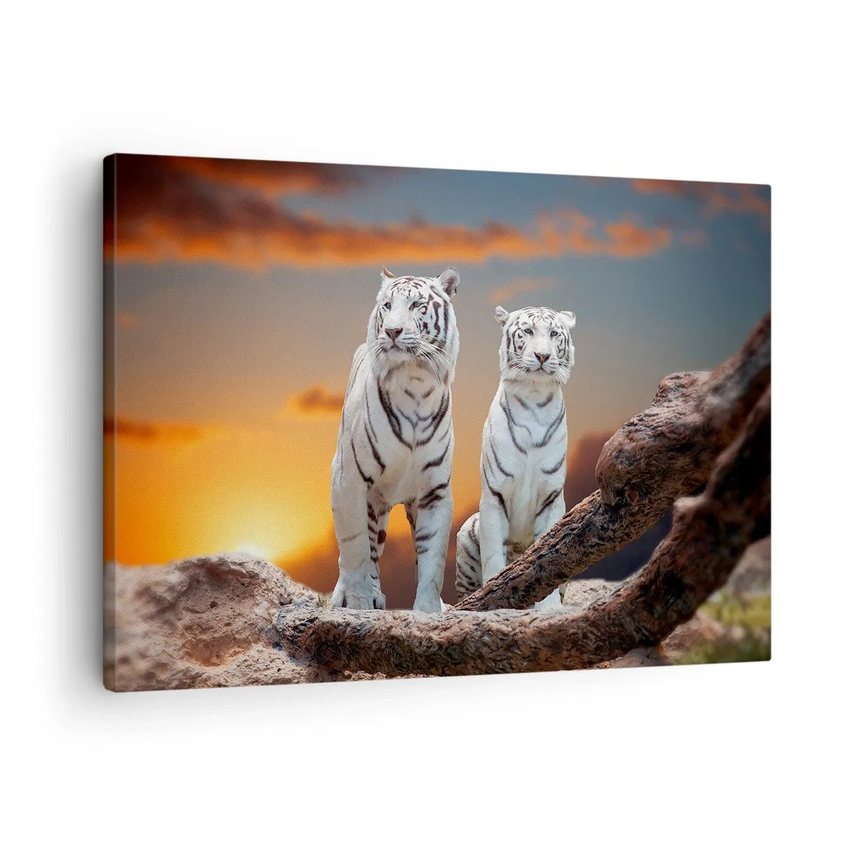 Obraz na plátne - Biele tigre v zapadajúcom slnku na pozadí prírody - 70x50cm - Úplne ako v Narnii - Moderná nástenná dekorácia do obývacej izby a spálne ARTTOR