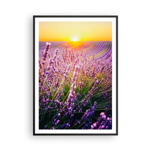 Plagát v čiernom ráme - Voňavý lán - 70x100 cm