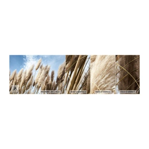 Vzorka Fototapeta Standard Eco - Slnečné a veterné pohladenie - Pampasová tráva, Príroda, Boho - 100x30 cm