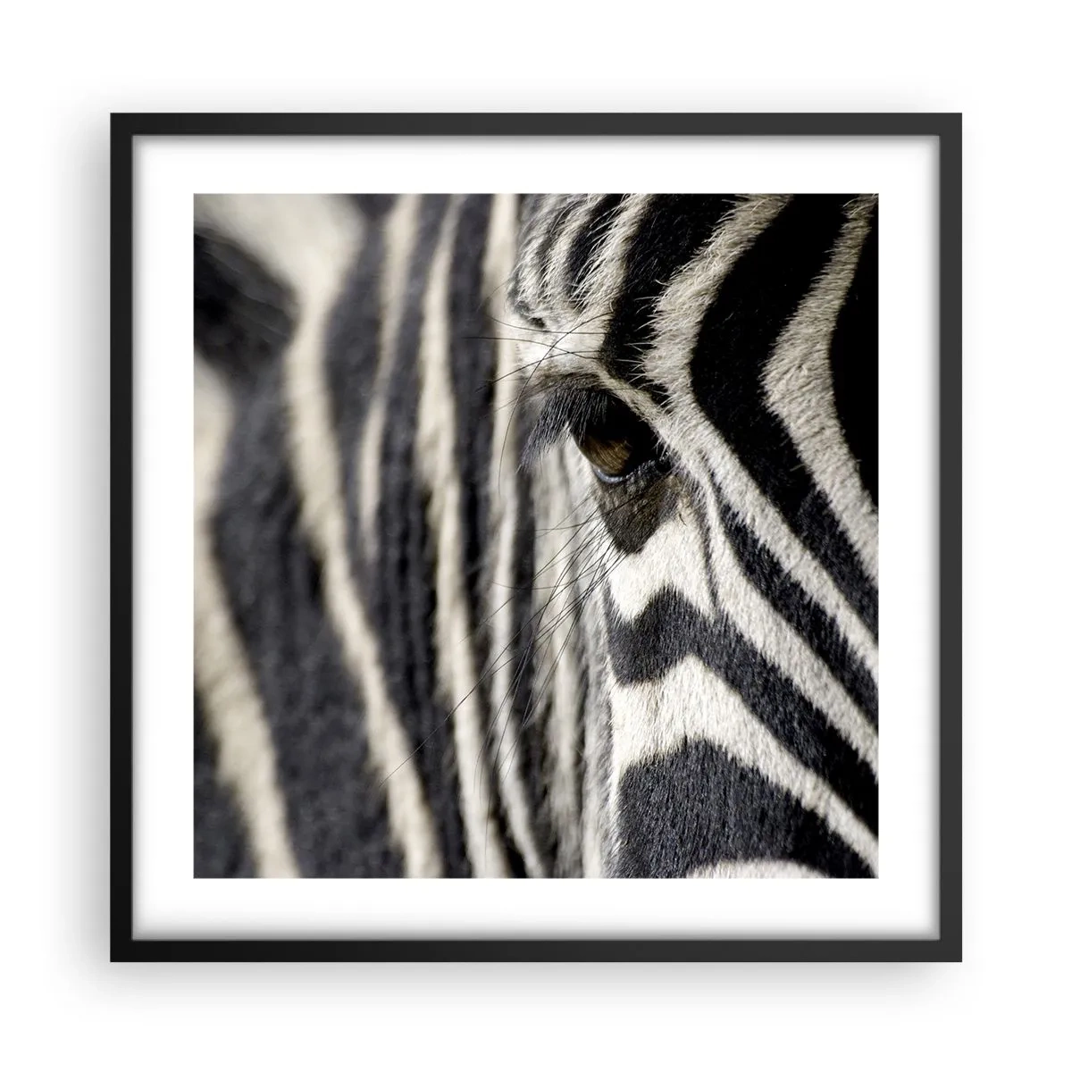 Plagát v čiernom ráme - Portrét s pruhmi - 50x50 cm