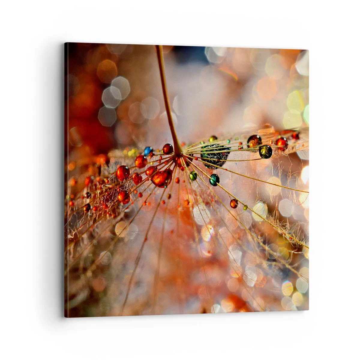 Obraz na plátne - Navlečené na pavučinu - 70x70 cm