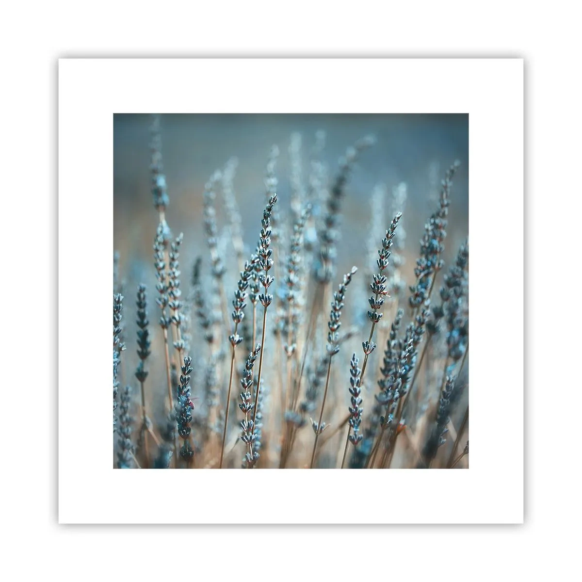 Plagát - Voňavý lán - 30x30 cm