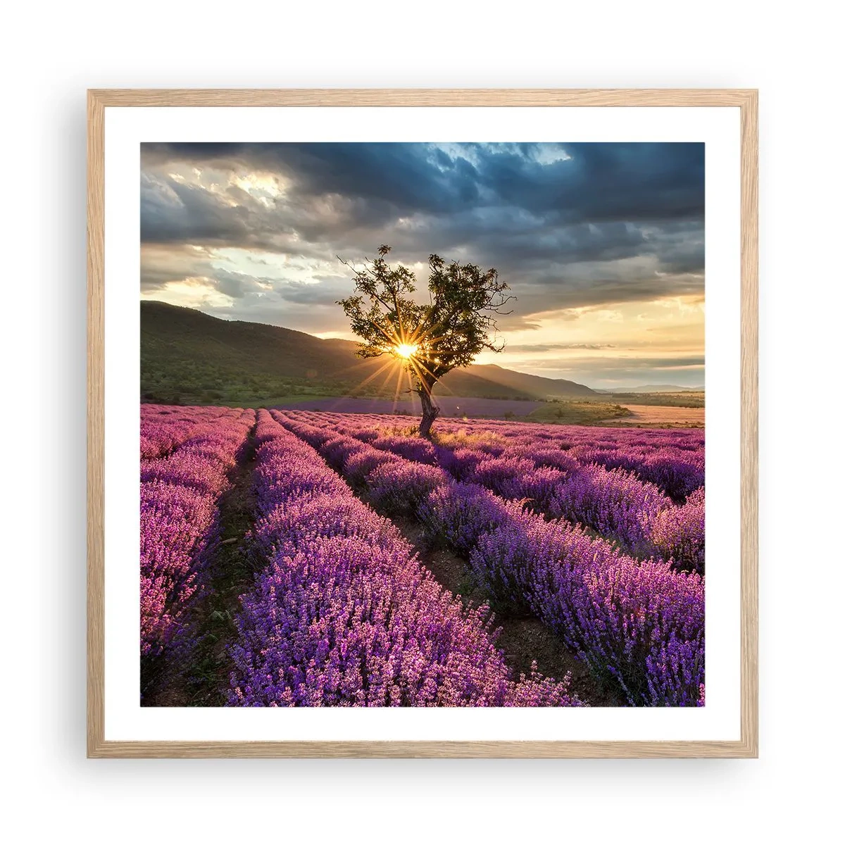 Plagát v ráme zo svetlého duba - Aróma vo fialovej - 60x60 cm