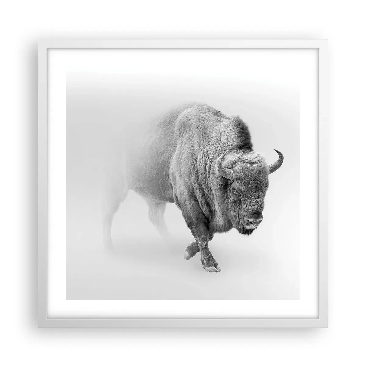 Plagát v bielom ráme - Kráľ prérie - 50x50 cm