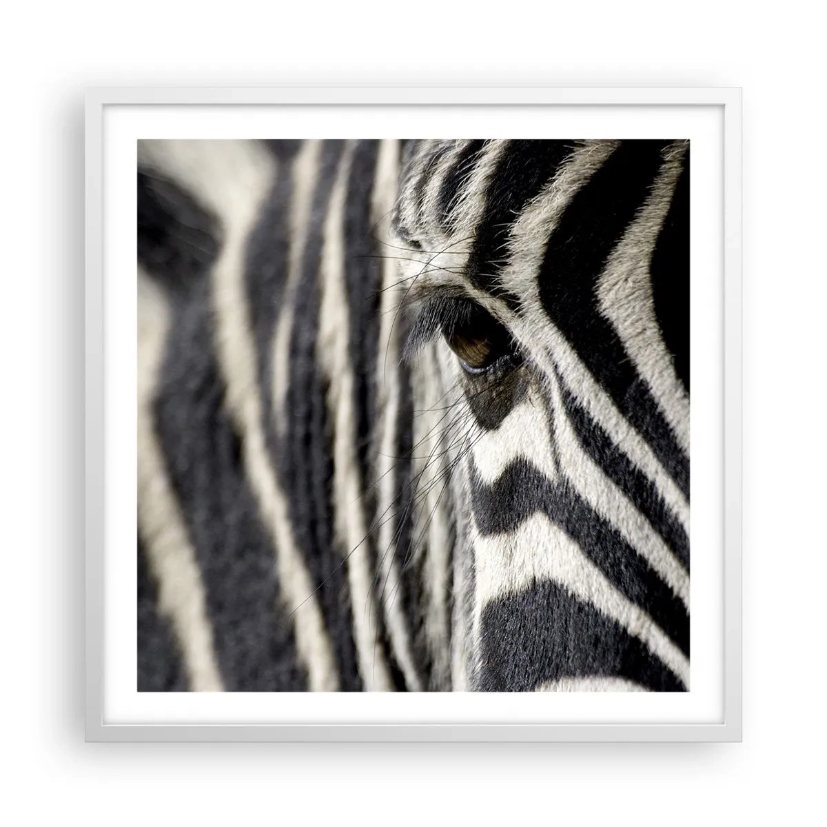 Plagát v bielom ráme - Portrét s pruhmi - 60x60 cm