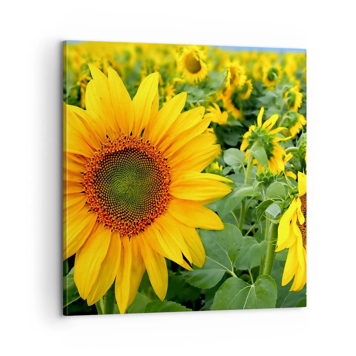 Obraz na plátne - Zahoreli stovky sĺnk - 60x60 cm