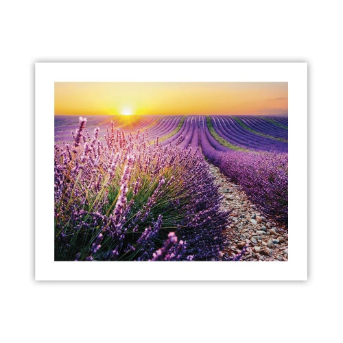 Plagát - Voňavý lán - 50x40 cm