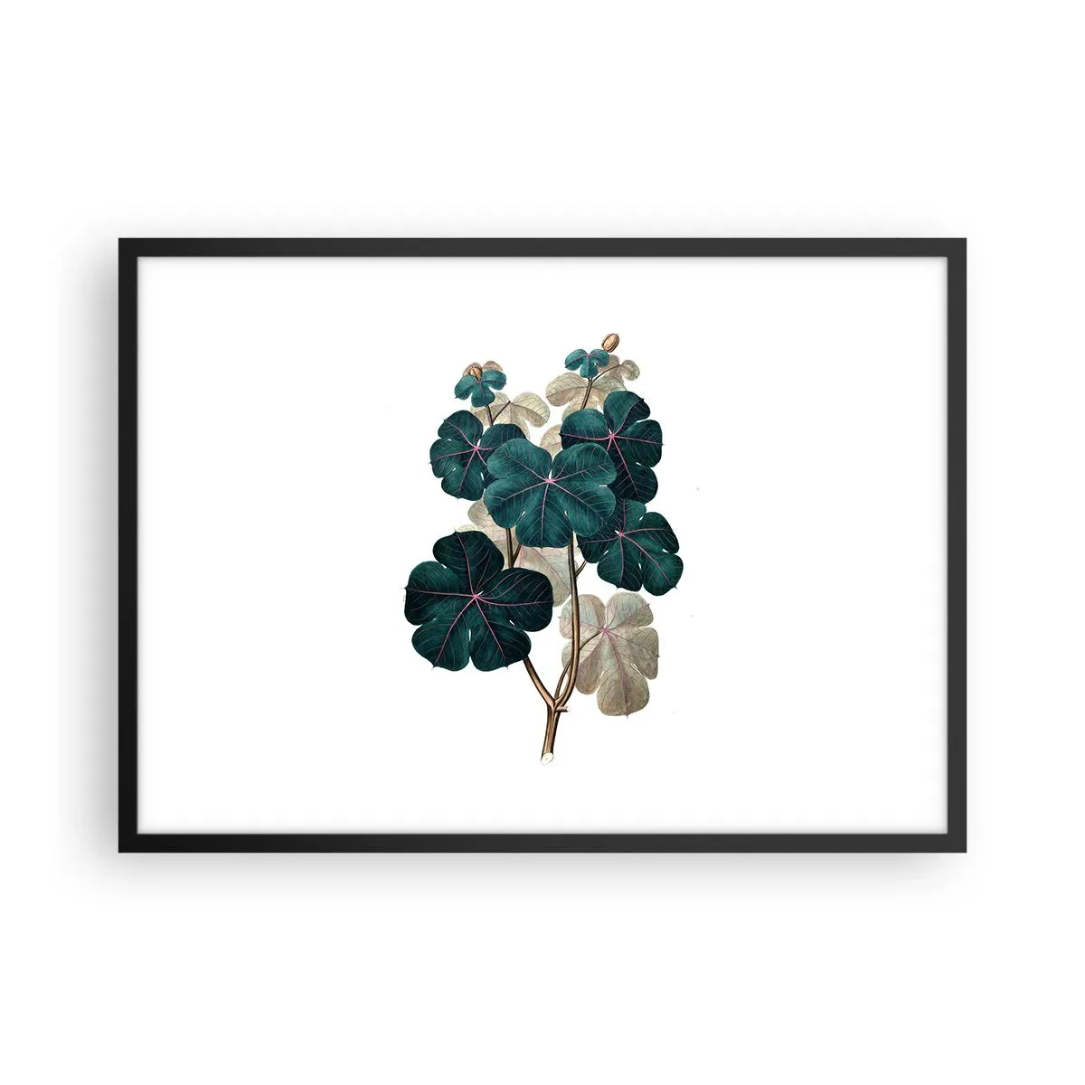 Plagát v čiernom ráme - Zo starého herbára - 70x50 cm