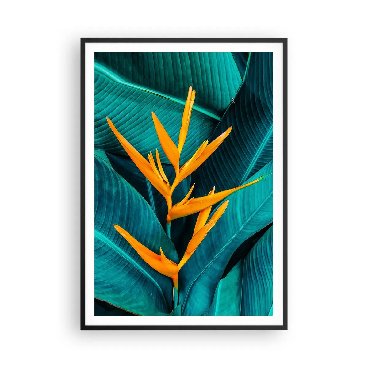 Plagát v čiernom ráme - Rajský kvet - 70x100 cm