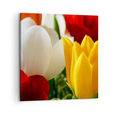 Obraz na plátne - Tulipánová horúčka - 60x60 cm