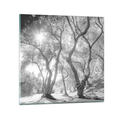 Obraz na skle - V olivovom háji - 50x50 cm