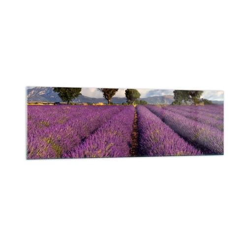 Obraz na skle - Levanduľové polia - 160x50 cm
