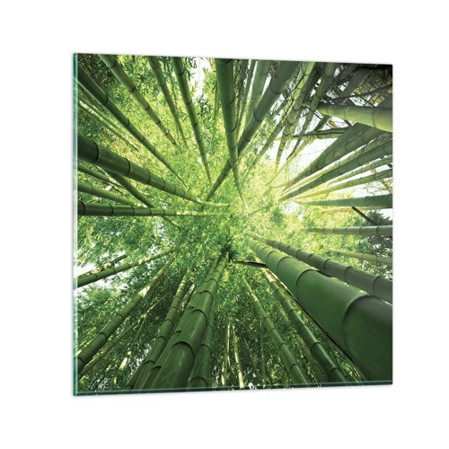 Obraz na skle - V bambusovom háji - 50x50 cm