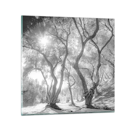 Obraz na skle - V olivovom háji - 40x40 cm