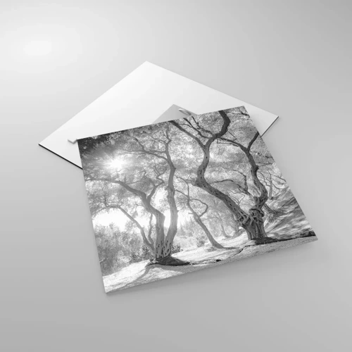 Obraz na skle - V olivovom háji - 40x40 cm