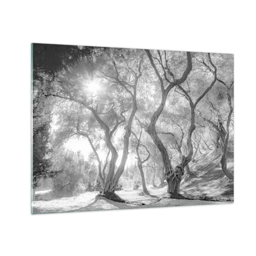Obraz na skle - V olivovom háji - 70x50 cm