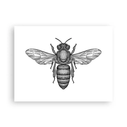 Plagát - Hmyzí portrét - 40x30 cm