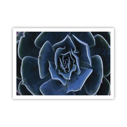 Plagát - Púštny kvet - 100x70 cm