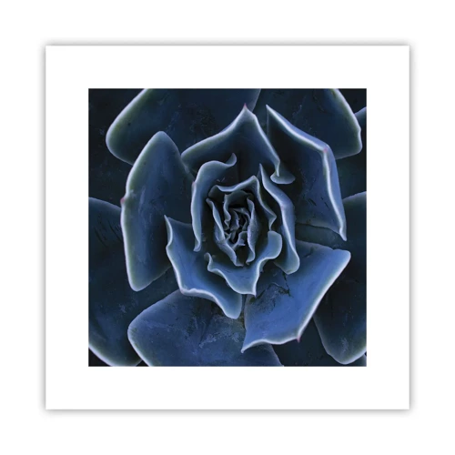 Plagát - Púštny kvet - 30x30 cm
