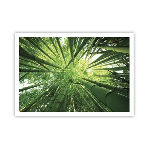 Plagát - V bambusovom háji - 100x70 cm
