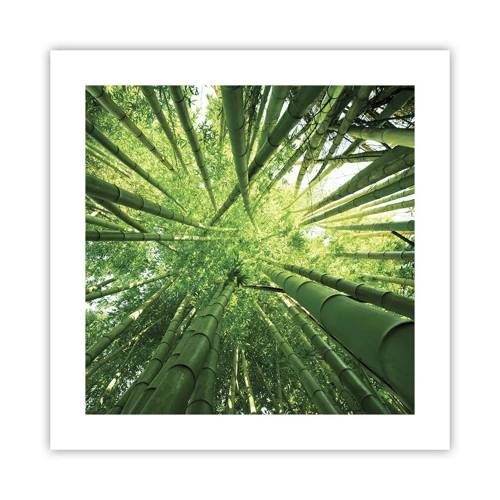 Plagát - V bambusovom háji - 40x40 cm