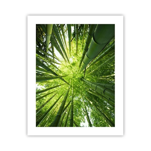 Plagát - V bambusovom háji - 40x50 cm