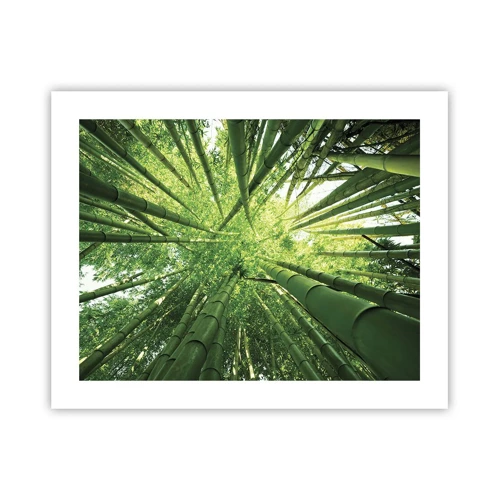 Plagát - V bambusovom háji - 50x40 cm
