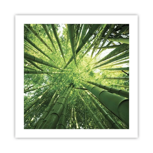 Plagát - V bambusovom háji - 50x50 cm