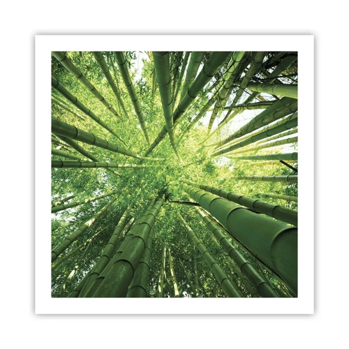 Plagát - V bambusovom háji - 60x60 cm
