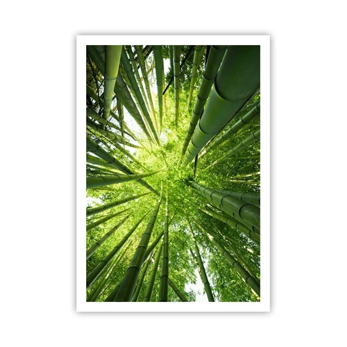 Plagát - V bambusovom háji - 70x100 cm