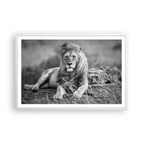 Plagát v bielom ráme - Kráľovská siesta - 91x61 cm