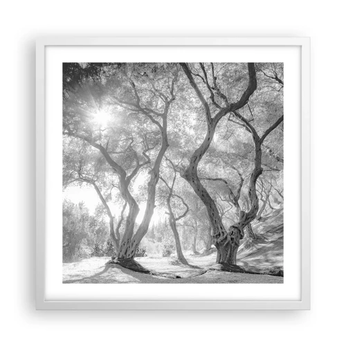Plagát v bielom ráme - V olivovom háji - 50x50 cm