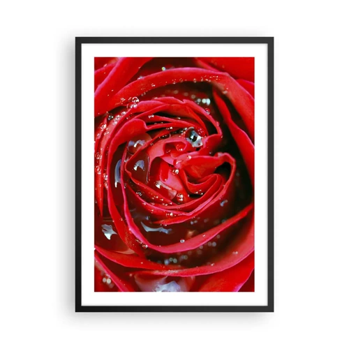 Plagát v čiernom ráme Arttor 50x70 cm - V kvapkách rosy - Kvety, Červená Ruža, Láska, Ranná Rosa, 3D, Do obývacej izby, Do spálne, Červená, biela, Zvislé, P2BPA50x70-1518