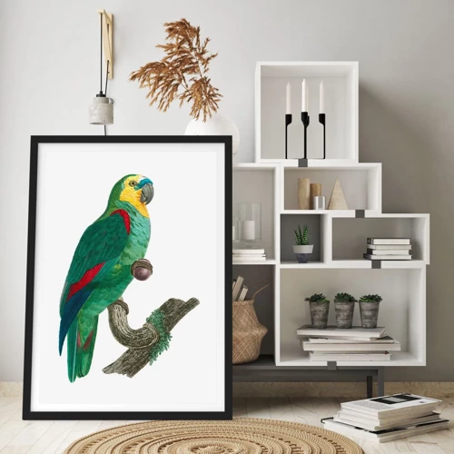 Plagát v čiernom ráme - Portrét papagája - 50x70 cm